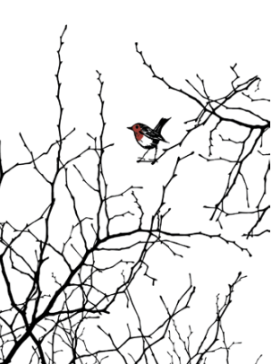 Irish Linen Teatowel:  Robin